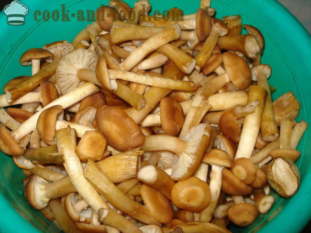 Micélios de cogumelos - como cozinhar micélios de cogumelos de cogumelos cozidos, passo a passo fotos de receitas