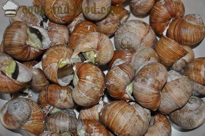 Preparação de caracóis em casa - Como preparar caracóis deliciosa receita com uma foto