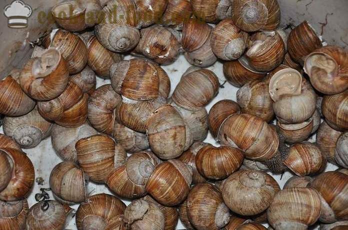 Preparação de caracóis em casa - Como preparar caracóis deliciosa receita com uma foto